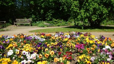 Yellow, red and white pansies in a park.