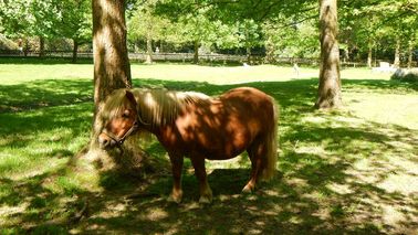  A pony stands in the shade under a tree.