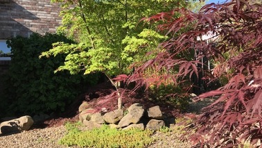 Japanahorn in rot und grün