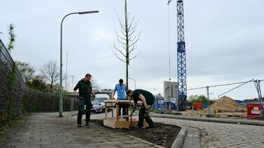 Der erste Klimabaum im Straßenraum wurde in der Hansastraße gepflanzt. 