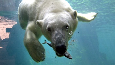 A polar bear swims underwater.