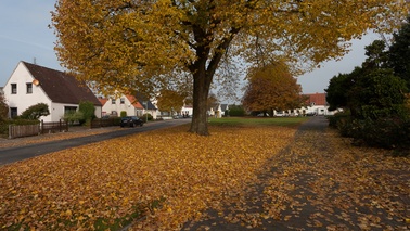 Ein großer Straßenbaum im Herbst, der schon viele Blätter verloren hat.