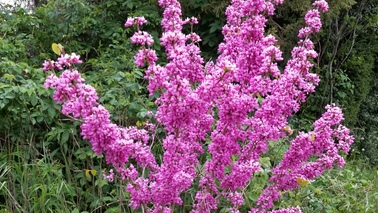 Blütenstrauch mit pinkfarbenen Blüten