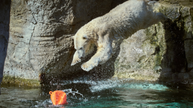 Ein Eisbär springt mit den Pfoten nach vorne auf einen orangenen Ball im Wasser zu.