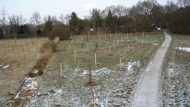 Small tree plants in winter on a field.