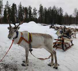 Rentierschlitten in Lappland
