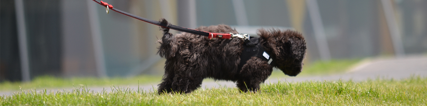 A small black dog on a leash.