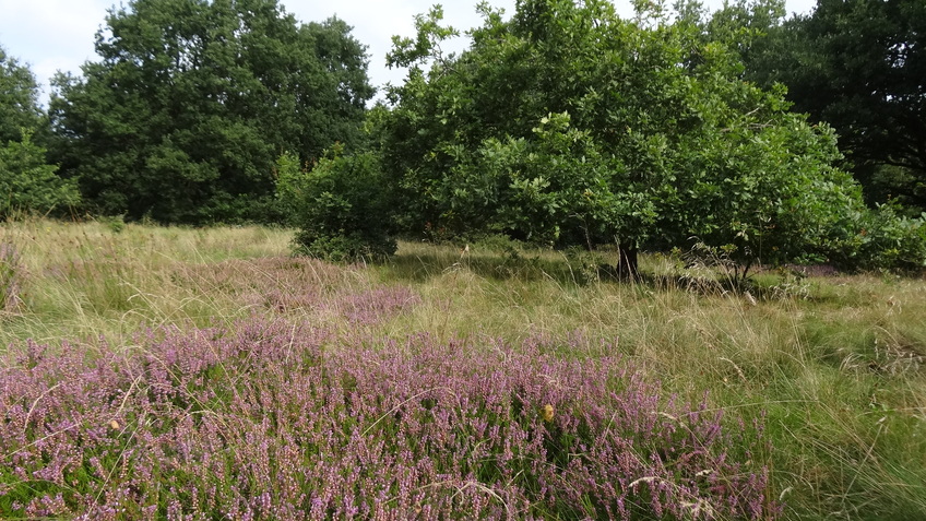 Pflege erforderlich - Die Heidefläche südwestlich der Wulsdorfer Baggerkuhle wird entkusselt 