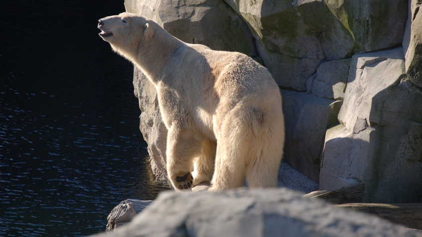 Eisbär Lloyd auf einem Felsen am Beckenrand