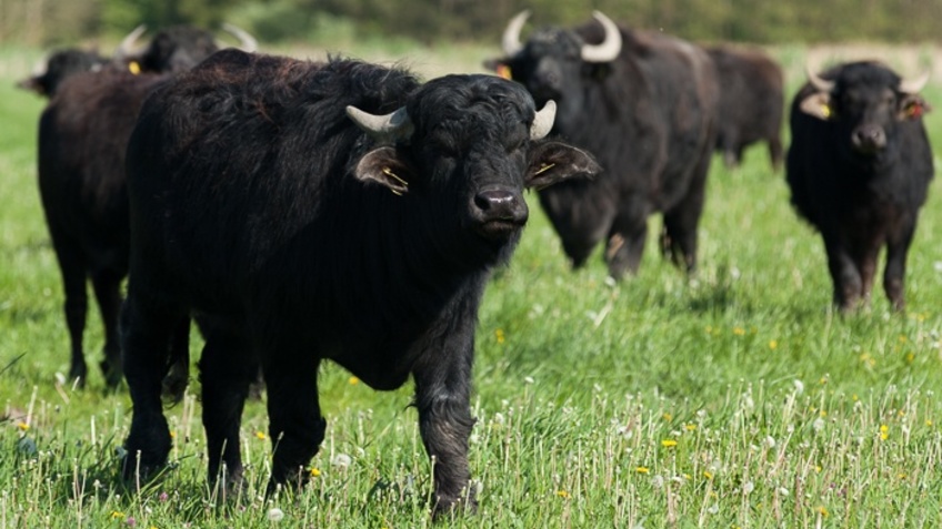 Buffaloes are on a pasture.