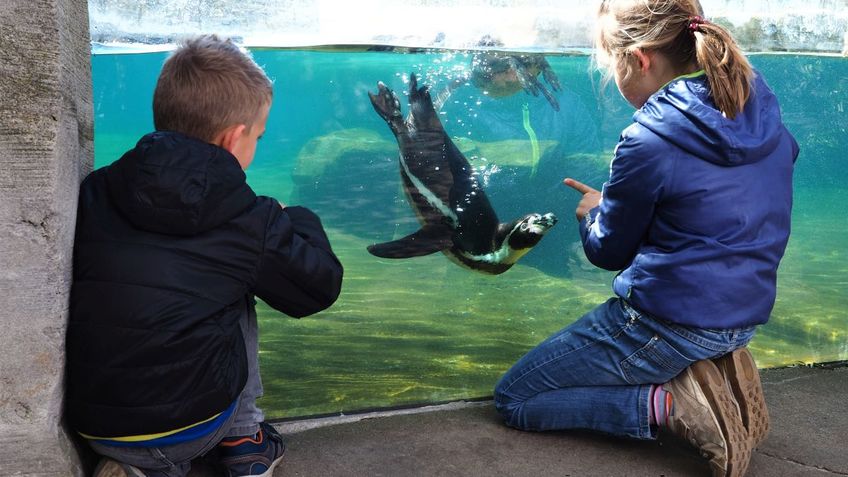 Zwei Kinder knien vor dem Pinguin Aquarium und schauen diesen beim schwimmen zu