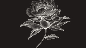 Die weiße Silhouette einer Rose auf schwarzem Grund.