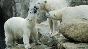 Zwei Eisbärenjungtiere mit dem Muttertier auf Felsen.