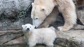 Baby-Eisbärin "Lili" und Mutter Valeska präsentieren sich den Besuchern im Zoo am Meer.