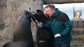 Tierarzt Bastian Lange beim Vermessen der Schneidezähne des Seehundes Sailor
