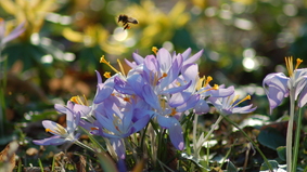 Biene auf Nahrungssuche an Frühjahrsblühern 