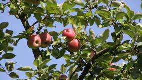 Reife Äpfel an einem Baum auf der Streuobstwiese Surheide