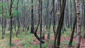Naturbelassener Wald