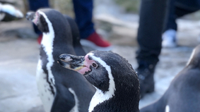 Eine Nahaufnahme von einen Pinguin aus dem Zoo am Meer Bremerhaven.