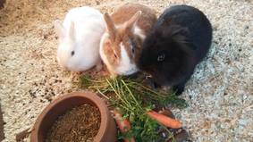 Kaninchen lassen es sich in der Jugend- und Kinderfarm schmecken