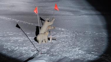 Eine Eisbärin und ihr Jungtier erkunden das Bordcamp der MOSAiC-Expedition