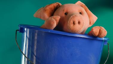 A piglets looks out of a bucket.