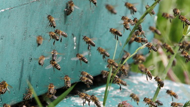 Bienen fliegen in einen Bienenstock