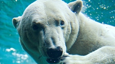 Ein Eisbär schwimmt unter Wasser.
