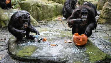 Schimpansen Jenny (rechts) & Chico (links)