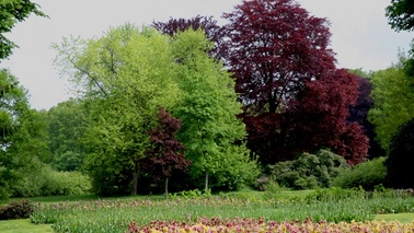 Rot- und grünfarbige Bäume.