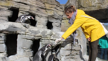 A women in a yellow jacket is feeding a penguin.