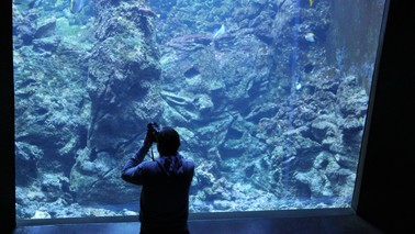 A man is photographing in front of a large aquarium