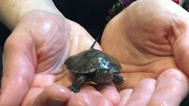 A small turtle is held in two hands.