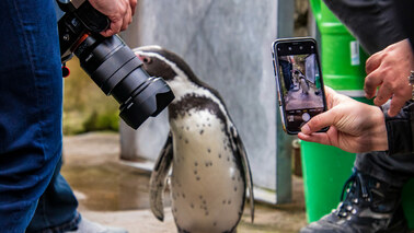 Pinguin wird fotografiert