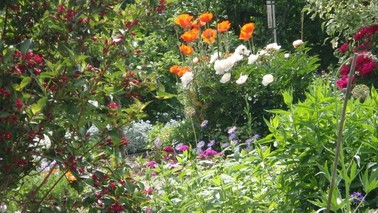 Eine Vielzahl von Wildblumen im Garten.