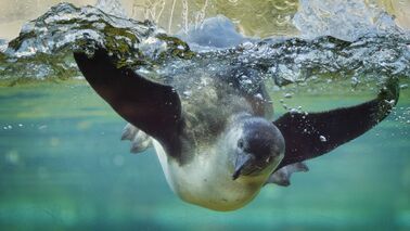 Ein Pinguin unter Wasser.