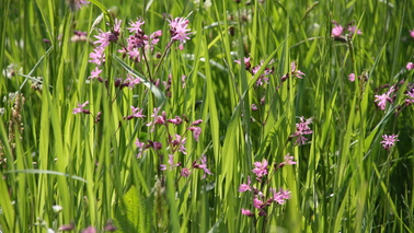 Kleine violette Blüten einer Kuckuckslichtnelke in hohem Gras.