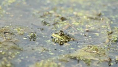 Ein hellgrüner Frosch in einem Teich.