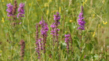Mehrere Blutweiderich Pflanzen, violette Blüten, in Nahaufnahme