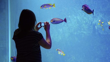 A woman looking into an aquarium