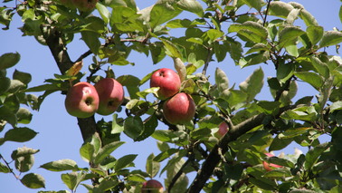 Reife Äpfel an Ästen.