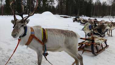 Rentierschlitten in Lappland