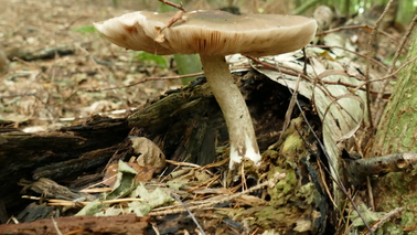 Pilz wächst auf einem toten Baumstamm