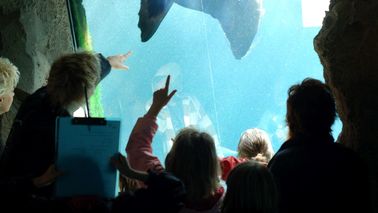 Kinder stehen vor einem Aquarium und beobachten die Robben Unterwasser