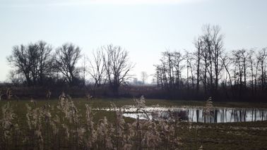 Ein Teich in der Landschaft.