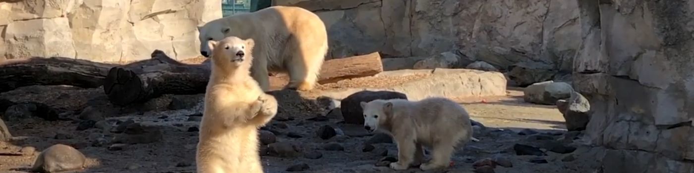 Drei Eisbären in einem Gehege.